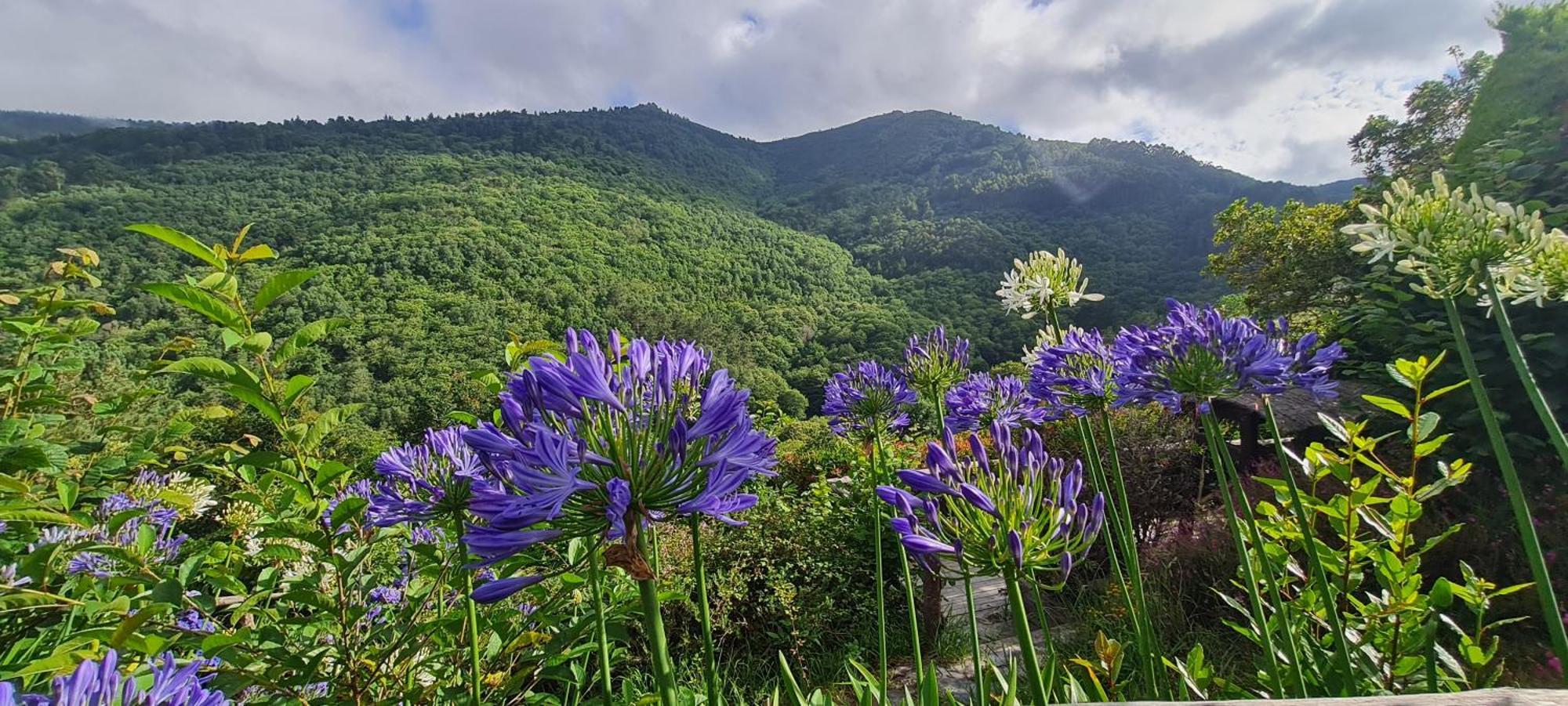 Apartamentos Rurales El Bosque De Las Vinas Boal Eksteriør bilde